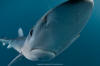 Blue Shark