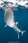 blue shark