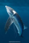 Blue Shark