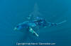 Blue Shark