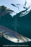 Blue Shark