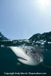 Blue Shark