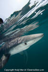 Blue Shark