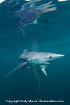 Blue Shark