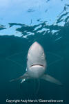 Blue Shark