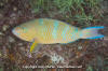 Bluechin Parrotfish