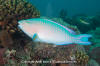 Bluechin Parrotfish