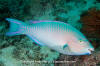 Bluechin Parrotfish 