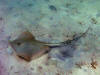 bluntnose stingray