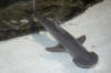 bonnethead shark