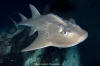 bowmouth guitarfish