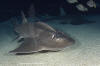 bowmouth guitarfish