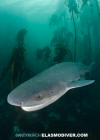 Broadnose Sevengill Shark