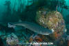 Broadnose Sevengill Shark