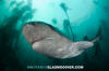 Broadnose Sevengill Shark