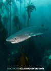 Broadnose Sevengill Shark