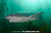 Broadnose Sevengill Shark