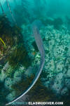 Broadnose Sevengill Shark