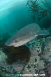 Broadnose Sevengill Shark