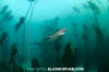 Broadnose Sevengill Shark