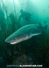 Broadnose Sevengill Shark