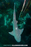 Broadnose Sevengill Shark