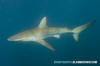 Bronze Whaler Shark