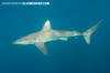 Bronze Whaler Shark