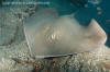 Brown Stingray, Bathytoshia lata.