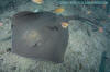 Brown Stingray, Bathytoshia lata.