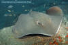 Brown Stingray, Bathytoshia lata.