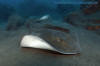 Brown Stingray, Bathytoshia lata.