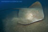 Brown Stingray, Bathytoshia lata.