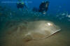 Brown Stingray, Bathytoshia lata.