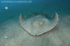 Brown Stingray, Bathytoshia lata.