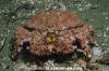 Brown Box Crab