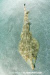 Brown Guitarfish