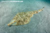 Yellow Guitarfish