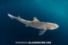 Brown Smoothhound Shark