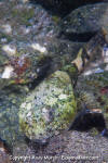 Buffalo Sculpin