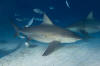 ull shark image