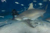 Bull Shark pic