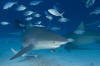 Bull shark photograph