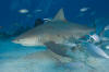 bull shark