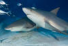 Bull sharks