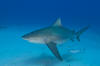 Bull shark pic