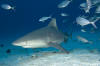 bull shark photograph