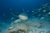 Bull Shark picture