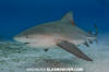 Bull Shark