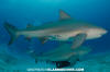 Bull Shark